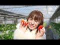 strawberry picking discover a good farm where you can eat endlessly with no time limit tomita farm