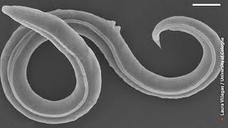 Scientists bring 46,000-year-old worms back to life