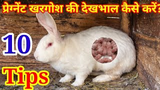 25दिन की प्रेग्नेंट खरगोश की देखभाल कैसे करना चाहिए?Pregnant Rabbit ki dekhbhal karne ka sahi tarika