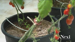 DPS greenhouse is dedicated to growing fresh produce to feed students