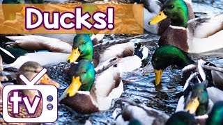 Calming TV for Cats to Watch! Duck Relaxation TV & Music to Keep Cats Entertained and Happy!