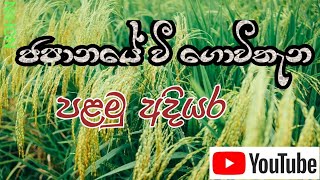 Paddy Planting In Japan | ජපන් තාක්ෂණයෙන් වී වගාව | #paddy plant #japan technology  # japanrata