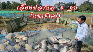 เกษียณ​จากบริษัท​มาเลี้ยงไก่​ เลี้ยงปลา​ กบ​ ในนาข้าว!!