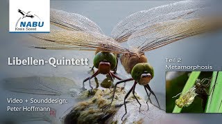 Libellen-Quintett  Teil 2: Metamorphose