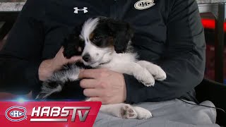 Habs pup predicts the Montreal-Winnipeg series