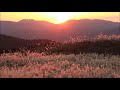 奈良県 曽爾高原の絶景　夕陽になびくススキ　soni village nara japan　 2019.11