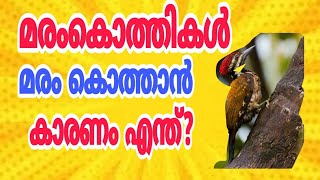 കിടിലൻ വീഡിയോ :മരംകൊത്തി മരം കൊത്തുന്നത് എന്തുകൊണ്ട് 😇😇.