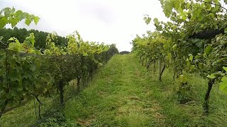 Virginia vineyard working to receive grapes amid government red tape