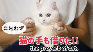 ポムさんと猫のことわざ