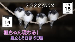 ２０２２ツバメ　雛ちゃん現わる！巣立ち５日目６日目　7月14日15日