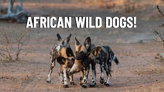 The Social Life of African Wild Dogs!