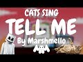 Cats Sing Tell Me by Marshmello | Cats Singing Song
