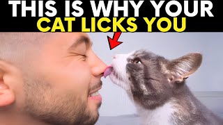 If Your Cat Licks You, They're Trying to Tell You This...