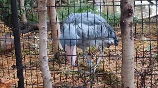 植木をイタズラしてずっこける　ハシビロコウ　サーナ　上野動物園