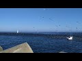 sooty shearwater migration in santa cruz