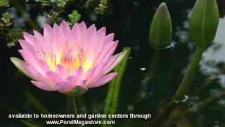 Waterlily Viviparous, Peach Blow, pink water garden water lily pond plant