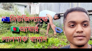 নিউজিল্যান্ড এ আমার লালশাক বাগান #bangladesh #বাগান #Garden