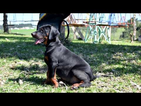 Dobermann Puppies Working Selection Dobermann Puppies Working Selection