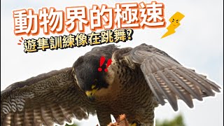 遊隼訓練像在跳舞？比高鐵還快？帶你體驗動物界的最速傳說！有史以來最有速度感的一集 | 波氏家族 popofamily |【訓練日常】| 栗翅鷹波波 | 哈里斯鷹日常