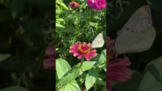 昭和記念公園の色とりどりの花々🌼🌱🌿