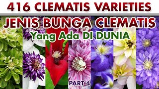 BUNGA CLEMATIS Part 4 | CLEMATIS VARIETIES | Plant id | Bunga Rambat