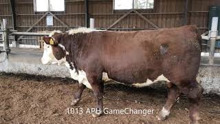 Anttila Polled Hereford myytävät sonnit 2020