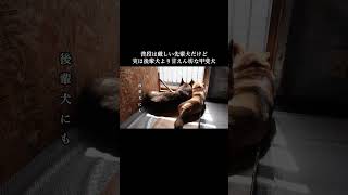 後輩犬に厳しい甲斐犬ですが実は後輩よりも甘えん坊　#甲斐犬 #youtubeshorts #柴犬