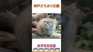 【マヌルネコ】もふもふアズちゃんはナルくんを見つめてます👀#shorts #manul #pallascat #pallasscat #マヌルネコ