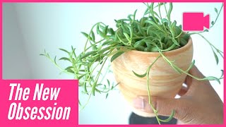 Clover at The Park, Plant Tour \u0026 Hair Styling Routine | Snaps Vlog 19