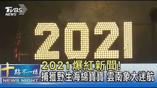 2021爆紅新聞! 捕獲野生海綿寶寶 雲南象大迷航｜TVBS新聞