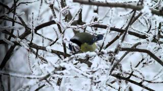 Kék cinege napraforgómagot bont / Blue Tit feeding a sunflower seed, Budapest (2011.01.01.)