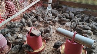 কোয়েল পাখি কি আজকেই বিক্রি করে ফেলবো | quail egg farming in Bangladesh