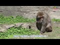 wild macaque got inside monkey cage eng sub