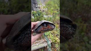 Saving a Leech INFESTED Turtle #shorts #turtle