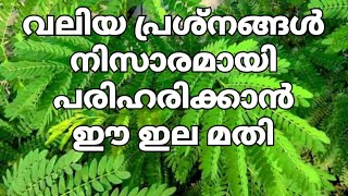 പുളിയില ഉണ്ടെങ്കിൽ ഒരുപാട് പ്രശ്നങ്ങൾക്ക് എളുപ്പത്തിൽ പരിഹാരം കാണാം | Tamarind Leafs | Puliyila Uses