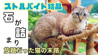 猫ストルバイト🆘カテーテルが入らない緊急処置。血尿、膀胱炎からストルバイトに移行した経緯を知って欲しい。