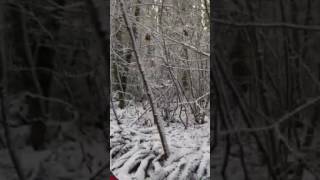 Walking through the Semiahmoo Trail after a big snow storm