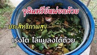 จุลินทรีย์หน่อกล้วยสูตรรวมมิตร ประสิทธิภาพสูง เร่งโต แถมยังไล่แมลงได้ด้วย