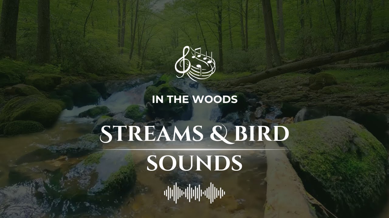 Peaceful Forest Stream Birds Chirping Relaxing Nature Sounds