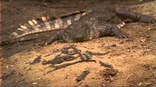 Muggers Of Spice Island / Quest For The Mugger Crocodile