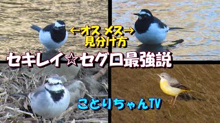 3種のセキレイの内一番気が強いのはセグロセキレイ！？＆セグロセキレイの♂♀見分け方【ことりちゃんTV】