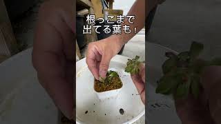 弱っている多肉植物を助ける2 # #多肉植物 #garden #沖縄 #梅雨