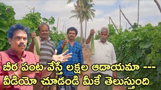 బీర సాగుతో అధిక ఆదాయం అంటున్న రాయలసీమ రైతులు గత 6 ఏళ్ళుగా లక్షల్లో ఆదాయం #rktelugutravaller ll