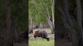 Feeding Banteng Bull On The Floodplains, Top End Australia