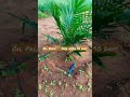 oil palm tree after 90 days bhumiputra farms