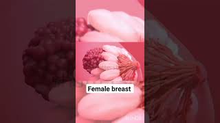 female breast video for neet motivation video in 3D animation