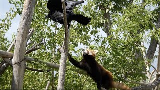 【円山動物園レッサーパンダ】カラスが襲撃？😣円実は大丈夫？😣