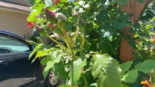 Westerland Climbing Rose Orange Rose