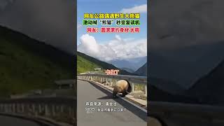 网友公路遇到野生大熊猫，隔着屏幕都能感受到他们的激动！网友：圆滚滚的身材，太萌啦 #野生大熊猫 #大熊猫