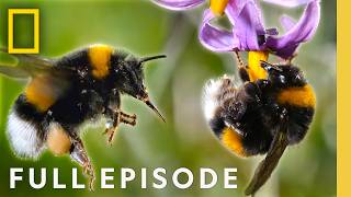 The Hive (Full Episode) | Secrets of the Bees | Earth Month Special | National Geographic
